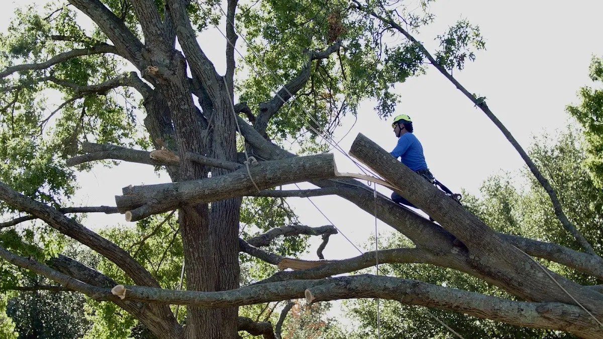 Professional Hazardous Tree Removal performed by certified arborists in Edgeley